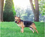 Small #3 German Shepherd Dog Mix