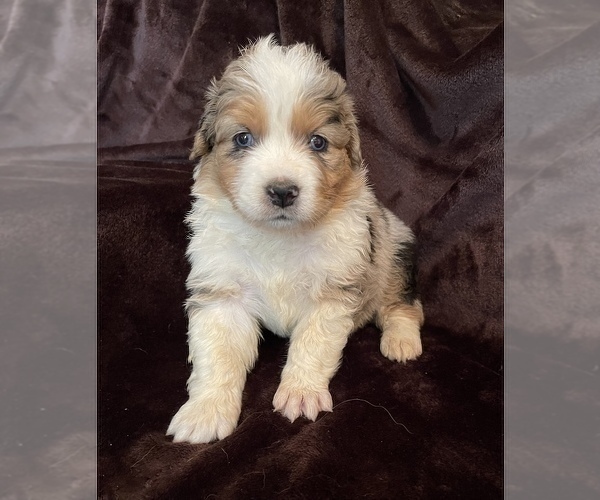 Medium Photo #2 Australian Shepherd Puppy For Sale in EUSTIS, FL, USA