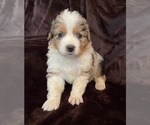 Small Photo #2 Australian Shepherd Puppy For Sale in EUSTIS, FL, USA