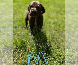 German Shorthaired Pointer Puppy for sale in LAUREL, MS, USA
