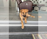 Small #7 Mutt