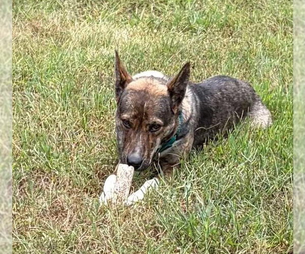 Medium Photo #7 Mutt Puppy For Sale in Hinton, WV, USA