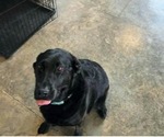 Small Photo #1 Golden Labrador Puppy For Sale in HAZEL GREEN, WI, USA