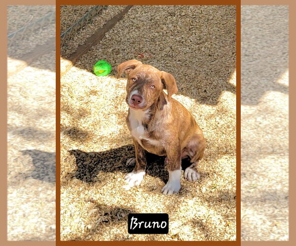 Medium Photo #1 Labrador Retriever-Unknown Mix Puppy For Sale in Granbury, TX, USA