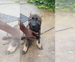 Small #7 German Shepherd Dog