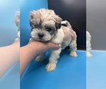 Small Photo #13 Maltipoo-Shih Tzu Mix Puppy For Sale in SAINT AUGUSTINE, FL, USA