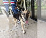 Small #3 German Shepherd Dog