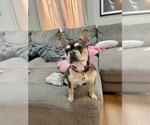 Small Photo #1 French Bulldog Puppy For Sale in BERLIN, MD, USA