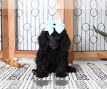 Small Photo #1 Poodle (Miniature) Puppy For Sale in NAPLES, FL, USA