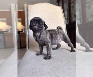 Pug Puppy for sale in ROUND ROCK, TX, USA