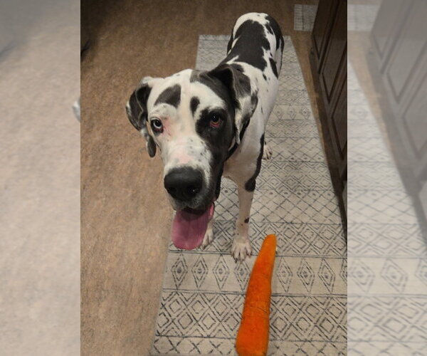 Medium Photo #7 Great Dane Puppy For Sale in Bullard, TX, USA