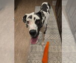 Small #6 Great Dane
