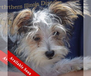 Mutt Dogs for adoption in Huntley, IL, USA