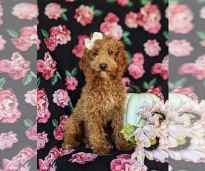 Cock-A-Poo Puppy for sale in KIRKWOOD, PA, USA