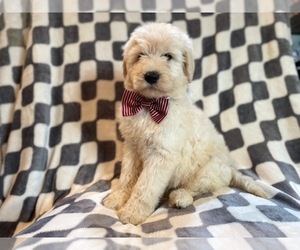 Poodle (Standard) Puppy for sale in LAKELAND, FL, USA