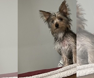 Yorkshire Terrier Puppy for sale in RANCHO CORDOVA, CA, USA