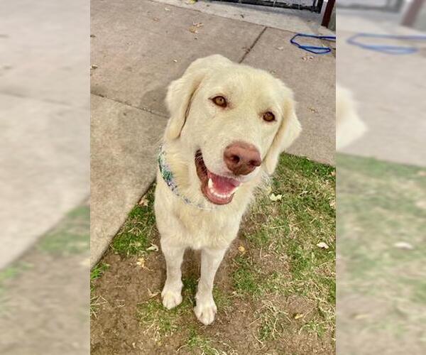 Medium Photo #1 Golden Retriever-Unknown Mix Puppy For Sale in Tulsa, OK, USA