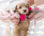 Small #4 Goldendoodle (Miniature)