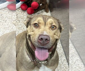 Mastiff-Unknown Mix Dogs for adoption in Martinsburg, WV, USA