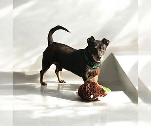 Chiweenie Dogs for adoption in Menifee, CA, USA