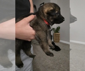 German Shepherd Dog Puppy for Sale in PATASKALA, Ohio USA