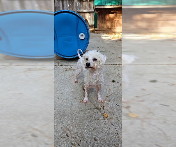 Medium Photo #3 Poodle (Miniature)-Unknown Mix Puppy For Sale in Raleigh, NC, USA