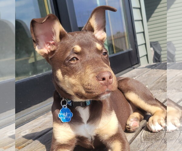 Medium Photo #5 Siberian Husky-Unknown Mix Puppy For Sale in Fargo, ND, USA