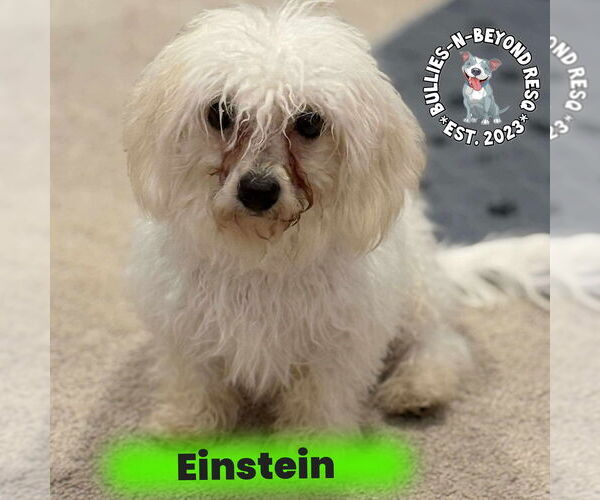 Medium Photo #4 Bichon Frise Puppy For Sale in Omaha, NE, USA