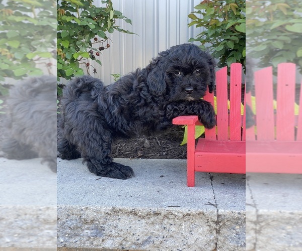 Medium Photo #5 Lhasa-Poo Puppy For Sale in CANOGA, NY, USA