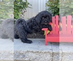 Small #4 Lhasa-Poo