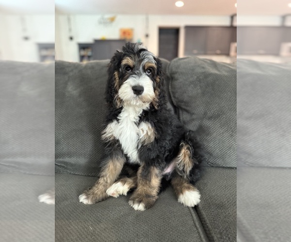 Medium Photo #9 Bernedoodle-Poodle (Standard) Mix Puppy For Sale in MENIFEE, CA, USA