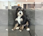 Small #8 Bernedoodle-Poodle (Standard) Mix