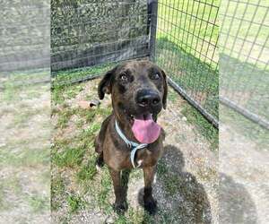 Mutt Dogs for adoption in Abbeville, LA, USA