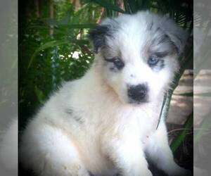 Australian Shepherd Puppy for sale in LINDEN, TN, USA