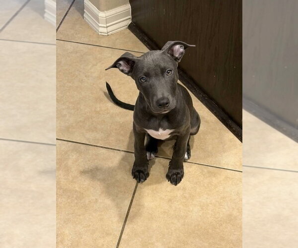 Medium Photo #1 Mutt Puppy For Sale in Brewster, NY, USA