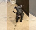 Mercedes - Female Mutt Dog for Adoption - Small photo