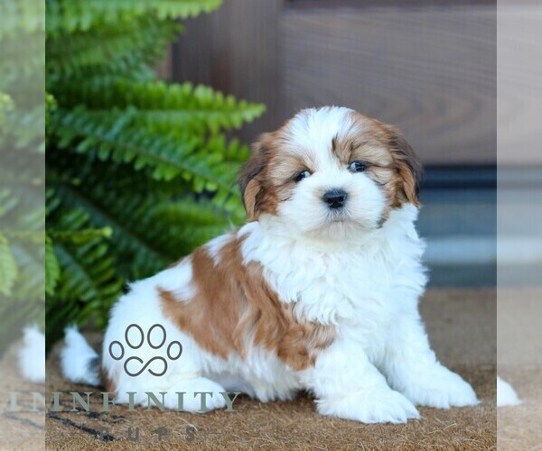 Medium Photo #4 Shih Tzu Puppy For Sale in MORGANTOWN, PA, USA