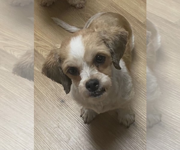 Medium Photo #4 Havanese Puppy For Sale in Croydon, NH, USA