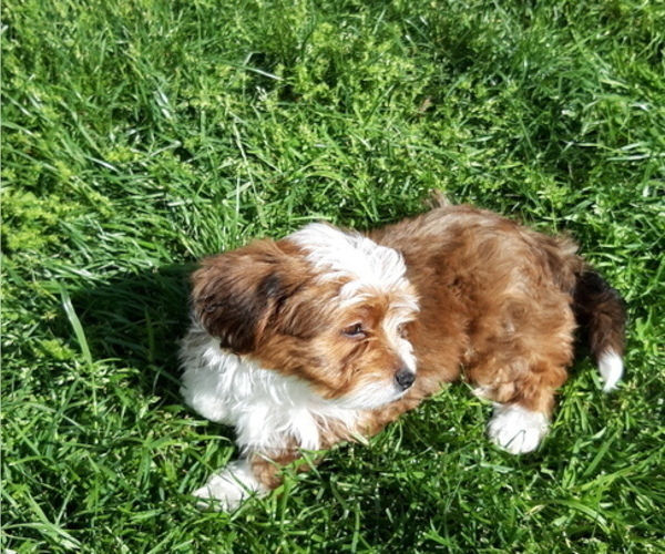 Medium Photo #3 Mal-Shi-YorkiePoo Mix Puppy For Sale in ROCKVILLE, MD, USA