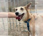 Small #6 Saluki-Whippet Mix