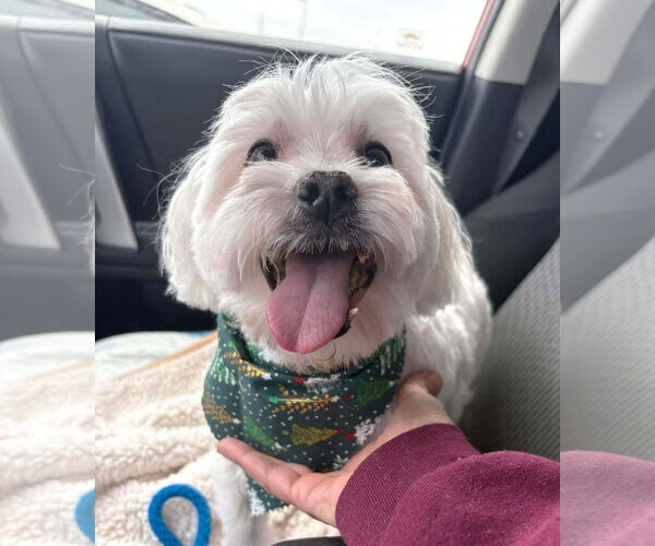 Medium Photo #10 Maltese Puppy For Sale in Boonton, NJ, USA