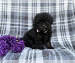 Small #7 Shih-Poo