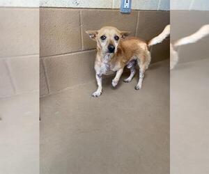 Chihuahua Dogs for adoption in Chula Vista, CA, USA