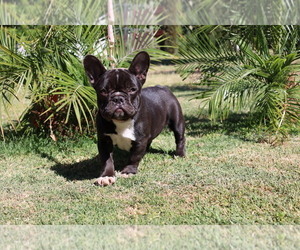 French Bulldog Puppy for sale in SACRAMENTO, CA, USA