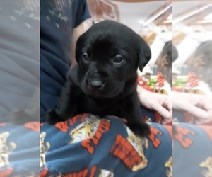Labrador Retriever Puppy for sale in CYRUS, MN, USA
