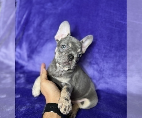 Medium Photo #4 French Bulldog Puppy For Sale in KENNESAW, GA, USA