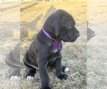 Small Photo #25 Great Dane Puppy For Sale in OLATHE, CO, USA