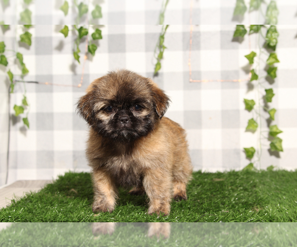 Medium Photo #4 Shih Tzu Puppy For Sale in MARIETTA, GA, USA