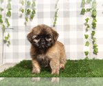 Small #3 Shih Tzu