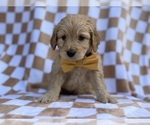 Small #7 Goldendoodle